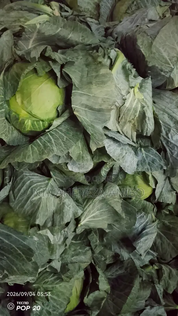 Cabbage for Sale - Wholesale & Retail - 1