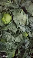 Cabbage for Sale - Wholesale & Retail - 1