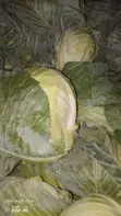 Cabbage for Sale - Wholesale & Retail - 2