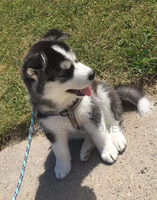 1-3 Month Old Male Purebred Siberian Husky - 1