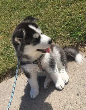 1-3 Month Old Male Purebred Siberian Husky