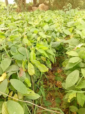Cocoa Seedlings - AgroMet Farm Services