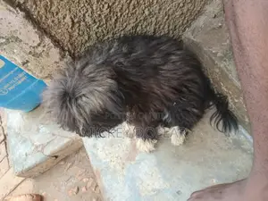 Purebred Maltese Puppy - 1-3 Months Old