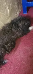 Purebred Maltese Puppy - 1-3 Months Old - 2