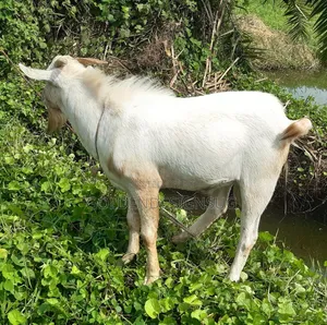 He Goat - 1.5 Years Old
