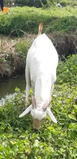 He Goat - 1.5 Years Old - 2