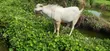 He Goat - 1.5 Years Old - 3