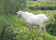 He Goat - 1.5 Years Old - 4