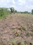 1 Acre Land for Sale Near Lira City - 2