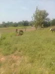 Land for Sale in Lira City - Ireda Agali - 1