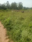 Land for Sale in Lira City - Ireda Agali - 3
