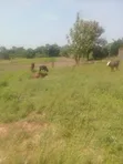 Land for Sale in Lira City - Ireda Agali - 5