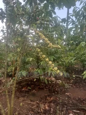 4 Acres Coffee Plantation Land for Sale in Mukono