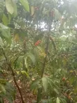 4 Acres Coffee Plantation Land for Sale in Mukono - 2