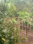 4 Acres Coffee Plantation Land for Sale in Mukono - 3