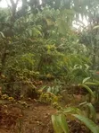 4 Acres Coffee Plantation Land for Sale in Mukono - 4