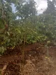 4 Acres Coffee Plantation Land for Sale in Mukono - 5