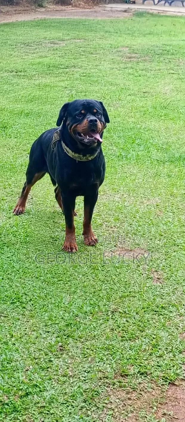 Purebred Rottweiler - 1+ Year Male - 1