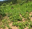 Land for Sale in Plots and Installments, Gombe - 2