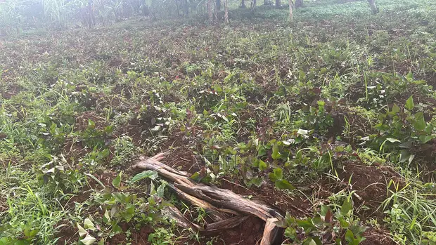 Land for Sale in Kiwenda, Lunga Estate - 1