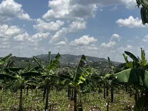Residential Plots for Sale in Biharwe, Mbarara