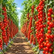 Indeterminate Hybrid Tomato Seeds (10g) - 1