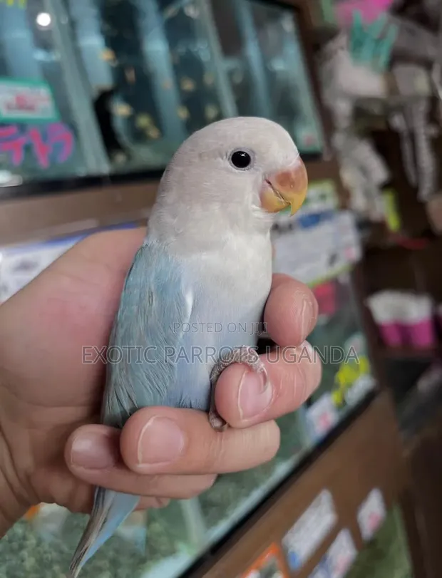 Lovebirds Available - 1