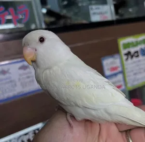 Canary Bird for Sale