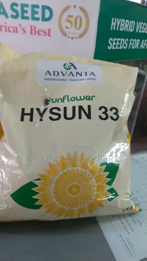 Hysun 33 Sunflower Seeds