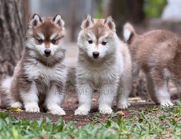 1-3 Month Old Male Purebred Siberian Husky - 1