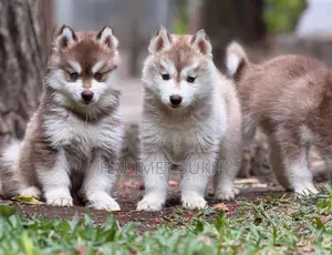 1-3 Month Old Male Purebred Siberian Husky