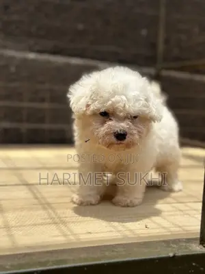 Purebred Maltese Puppy - 1-3 Months Old
