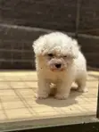 Purebred Maltese Puppy - 1-3 Months Old - 1