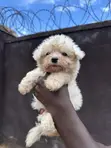 Purebred Maltese Puppy - 1-3 Months Old - 2