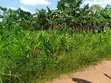 Land for Sale in Gayaza Kabubu - 2
