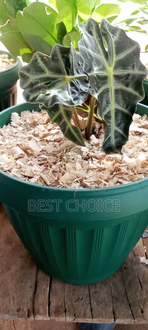 Potted Plants & Landscaping Services