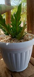 Potted Plants & Landscaping Services - 2