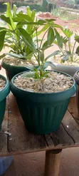 Potted Plants & Landscaping Services - 3