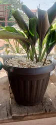 Potted Plants & Landscaping Services - 4
