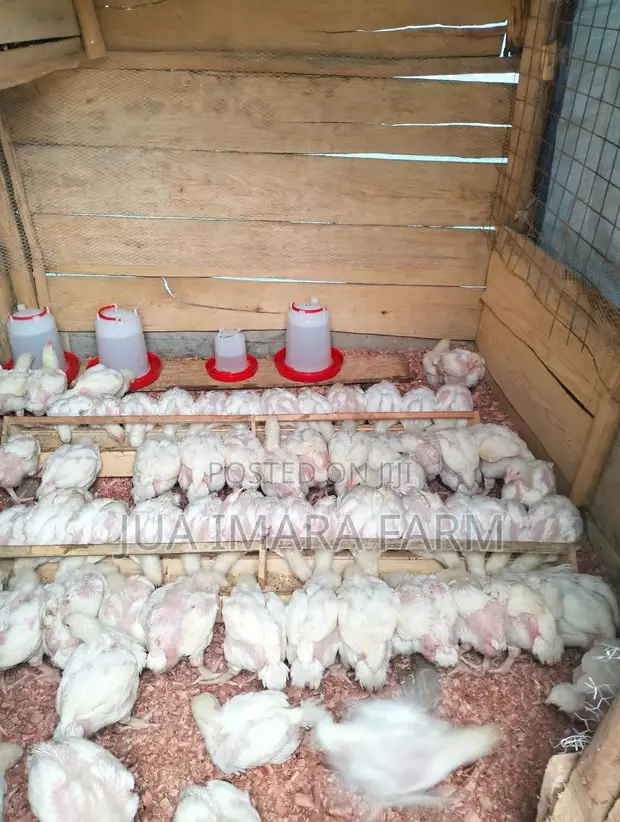 Hubbard Broiler Hens - 4 Weeks Old - 1