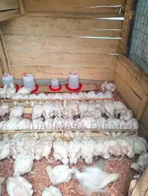 Hubbard Broiler Hens - 4 Weeks Old