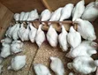 Hubbard Broiler Hens - 4 Weeks Old - 2