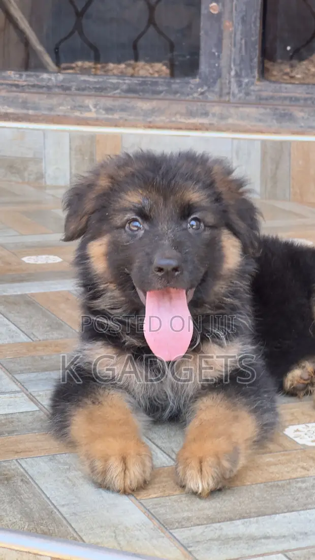 Female Purebred German Shepherd Puppy (1-3 Months) - 1