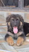 Female Purebred German Shepherd Puppy (1-3 Months) - 1
