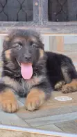 Female Purebred German Shepherd Puppy (1-3 Months) - 2