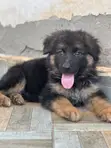 Female Purebred German Shepherd Puppy (1-3 Months) - 3