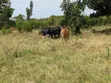 40-Acre Farm with Farmhouse and Dam, Nakaseke - 4