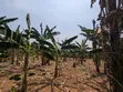 40-Acre Farm with Farmhouse and Dam, Nakaseke - 5