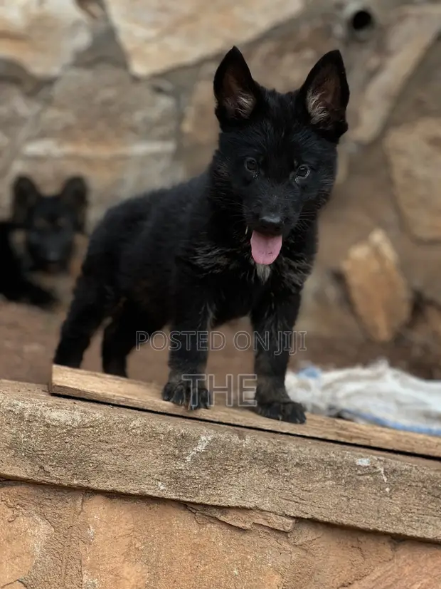 1-3 Month Male Purebred German Shepherd Puppy - 1