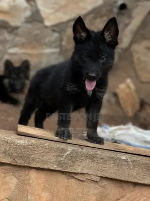 1-3 Month Male Purebred German Shepherd Puppy